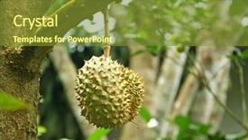  Presentation with durian - Presentation theme consisting of durian on a tree background and a  colored foreground