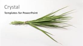  Presentation with ganesha - Presentation theme enhanced with durva-a-bunch-of-holy and a white colored foreground