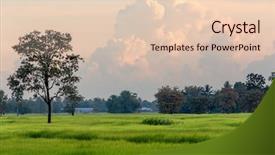  Presentation with rice field - Slide set featuring ricefield - thai rice field at dusk background and a lemonade colored foreground