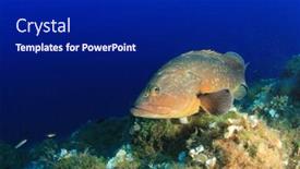  Presentation with grouper - PPT theme featuring dusky grouper epinephelus marginatus fish in mediterranean sea background and a navy blue colored foreground