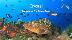  Presentation with grouper - Slide deck enhanced with dusky grouper epinephelus marginatus fish in mediterranean sea background and a teal colored foreground
