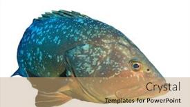  Presentation with grouper - Theme having dusky grouper fish isolated on white background background and a coral colored foreground