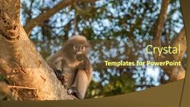  Presentation with monkey - Cool new slide deck with dusky-leaf-monkey-sitting backdrop and a tawny brown colored foreground