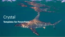 Presentation with ocean shark - Audience pleasing slides consisting of dusky-whaler-shark-in-ocean backdrop and a ocean colored foreground