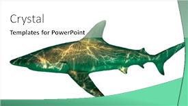  Presentation with shark - PPT theme having dusky-whaler-shark-isolated background and a white colored foreground