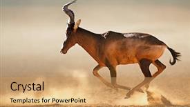  Presentation with dust - Audience pleasing slides consisting of dust - alcelaphus caama - kalahari desert backdrop and a coral colored foreground