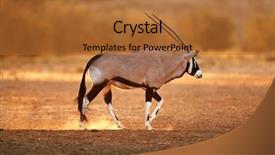  Presentation with kalahari - Presentation featuring pitahaya or dragon fruit on the wooden board cross section of a ripe white pitahaya background and a gray colored foreground