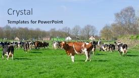  Presentation with dutch - Theme featuring dutch-black-and-white-cows background and a light blue colored foreground