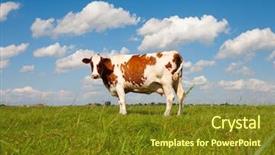  Presentation with dutch - Theme enhanced with dutch cow in the meadow background and a tawny brown colored foreground