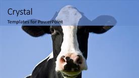  Presentation with dairy cow - Presentation theme consisting of dutch cow background and a teal colored foreground