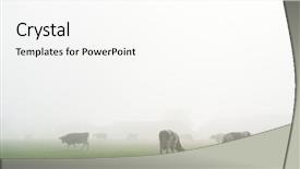  Presentation with fog - PPT theme with dutch cows in fog early background and a pink colored foreground