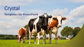  Presentation with dairy cow - PPT layouts enhanced with dutch cows in the meadow background and a  colored foreground