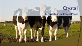  Presentation with dairy cow - PPT theme with dutch cows background and a sky blue colored foreground