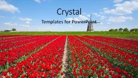  Presentation with windmill australia - Cool new slides with dutch history - tulips and windmill backdrop and a light blue colored foreground