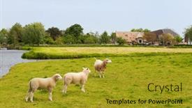  Presentation with dutch - Presentation having dutch-landscape-with-sheep background and a gold colored foreground
