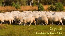  Presentation with sheep - Cool new presentation theme with dutch-sheep-herd-in-nature backdrop and a tawny brown colored foreground