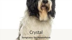  Presentation with sheepdog - Beautiful PPT layouts featuring dutch-sheepdog-sitting-isolated backdrop and a lemonade colored foreground