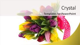  Presentation with pink and white roses - Presentation theme featuring dutch tulips with pink ribbon background and a  colored foreground