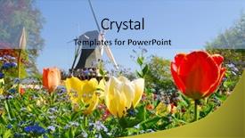  Presentation with windmill - Audience pleasing presentation theme consisting of dutch windmill and colorful tulips backdrop and a light blue colored foreground