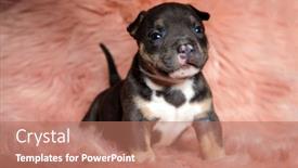  Presentation with bully - Colorful slide deck enhanced with dutiful-american-bully-puppy-looking backdrop and a coral colored foreground