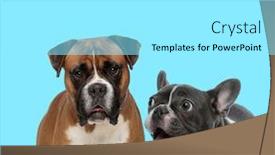  Presentation with forward - Theme enhanced with dutiful-boxer-looking-forward background and a arctic colored foreground