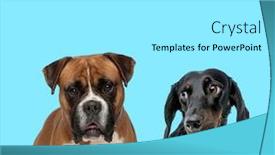  Presentation with forward - Beautiful presentation theme featuring dutiful-boxer-looking-forward backdrop and a white colored foreground