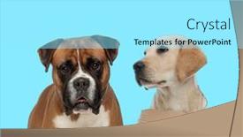  Presentation with forward - Amazing slide deck having dutiful-boxer-looking-forward backdrop and a arctic colored foreground