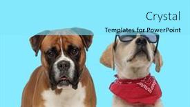  Presentation with boxer - Slide set enhanced with dutiful-boxer-looking-forward background and a arctic colored foreground