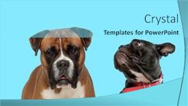  Presentation with boxer - Amazing presentation design having dutiful-boxer-looking-forward backdrop and a arctic colored foreground