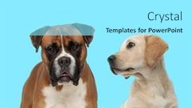  Presentation with boxer - PPT layouts enhanced with dutiful-boxer-looking-forward background and a arctic colored foreground