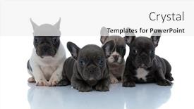  Presentation with forward - Amazing presentation design having dutiful french bulldog cubs looking forward interested while laying down next to each other on white studio background backdrop and a white colored foreground