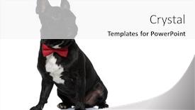  Presentation with puppy - Audience pleasing presentation consisting of dutiful-french-bulldog-puppy-wearing backdrop and a white colored foreground