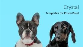  Presentation with forward - Slides having dutiful-french-bulldog-wearing-collar background and a white colored foreground