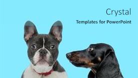  Presentation with forward - Slide deck consisting of dutiful-french-bulldog-wearing-collar background and a white colored foreground