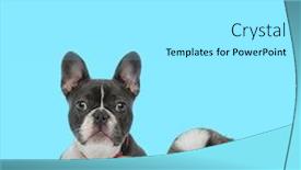 Presentation with forward - Beautiful slide deck featuring dutiful-french-bulldog-wearing-collar backdrop and a white colored foreground