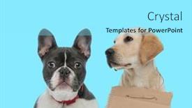  Presentation with adoption - PPT layouts having dutiful-french-bulldog-wearing-collar background and a arctic colored foreground