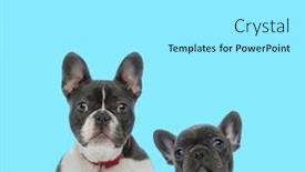  Presentation with forward - Slide set having dutiful-french-bulldog-wearing-collar background and a white colored foreground