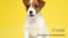  Presentation with russell - Slide deck having dutiful-jack-russell-terrier-looking background and a blonde colored foreground
