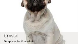  Presentation with crown - Slide set featuring dutiful-pug-puppy-wearing background and a light gray colored foreground