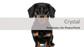  Presentation with forward - Slide deck enhanced with dutiful-teckel-puppy-looking-forward background and a light gray colored foreground