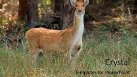  Presentation with swamp - Presentation theme featuring duvaucelii kanha national park india background and a  colored foreground