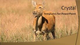  Presentation with swamp - Colorful slide deck enhanced with duvaucelii kanha national park india backdrop and a  colored foreground