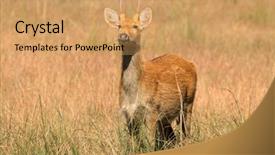  Presentation with swamp - Theme having duvaucelii kanha national park india background and a  colored foreground