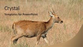  Presentation with swamp - Audience pleasing slide deck consisting of duvaucelii kanha national park india backdrop and a  colored foreground