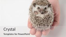  Presentation with grey - Colorful presentation enhanced with dwarf - people holding cute grey hedgehog backdrop and a lemonade colored foreground