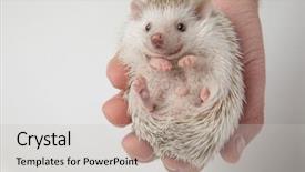  Presentation with cute - Beautiful slides featuring dwarf - person holding cute grey hedgehog backdrop and a light gray colored foreground