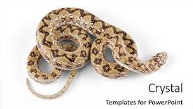  Presentation with dwarf planet - PPT theme with dwarf-beaked-snake-dipsina-multimaculata background and a white colored foreground