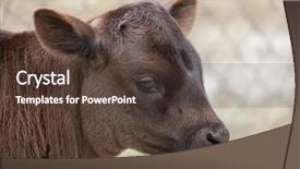  Presentation with cattle - Theme enhanced with dwarf cattle bos primigenius taurus background and a tawny brown colored foreground