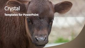  Presentation with cattle - PPT theme enhanced with dwarf cattle bos primigenius taurus background and a tawny brown colored foreground