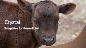  Presentation with cattle - Amazing PPT layouts having dwarf cattle bos primigenius taurus backdrop and a tawny brown colored foreground